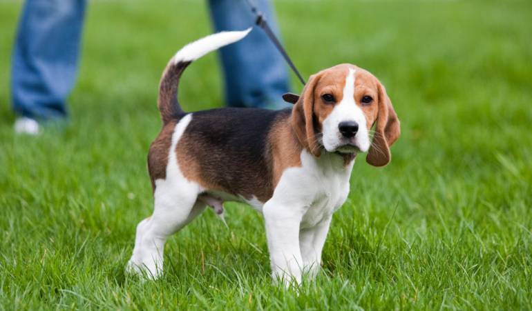 Las autoridades iniciaron las investigaciones para desmantelar la banda que extorsiona con esta modalidad. 