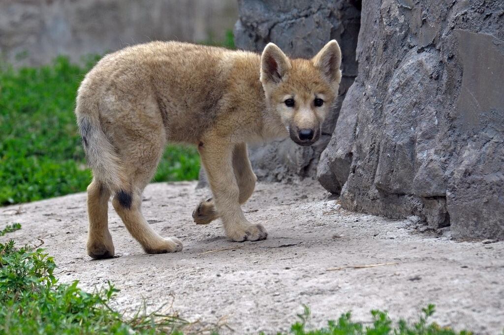 Logran clonar un lobo ártico en China - Imagen de referencia - Getty Images