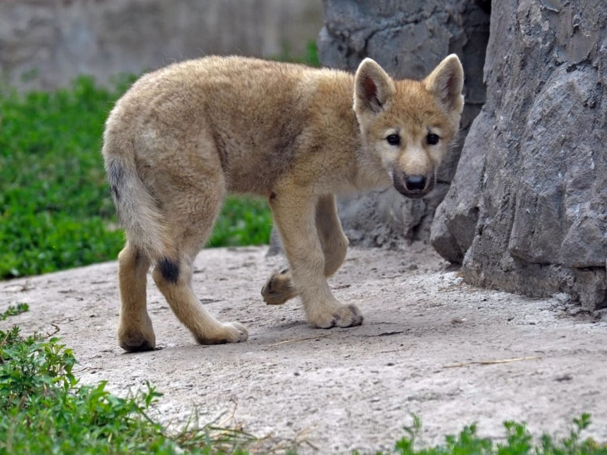 Clonan por primera vez un lobo ártico en China