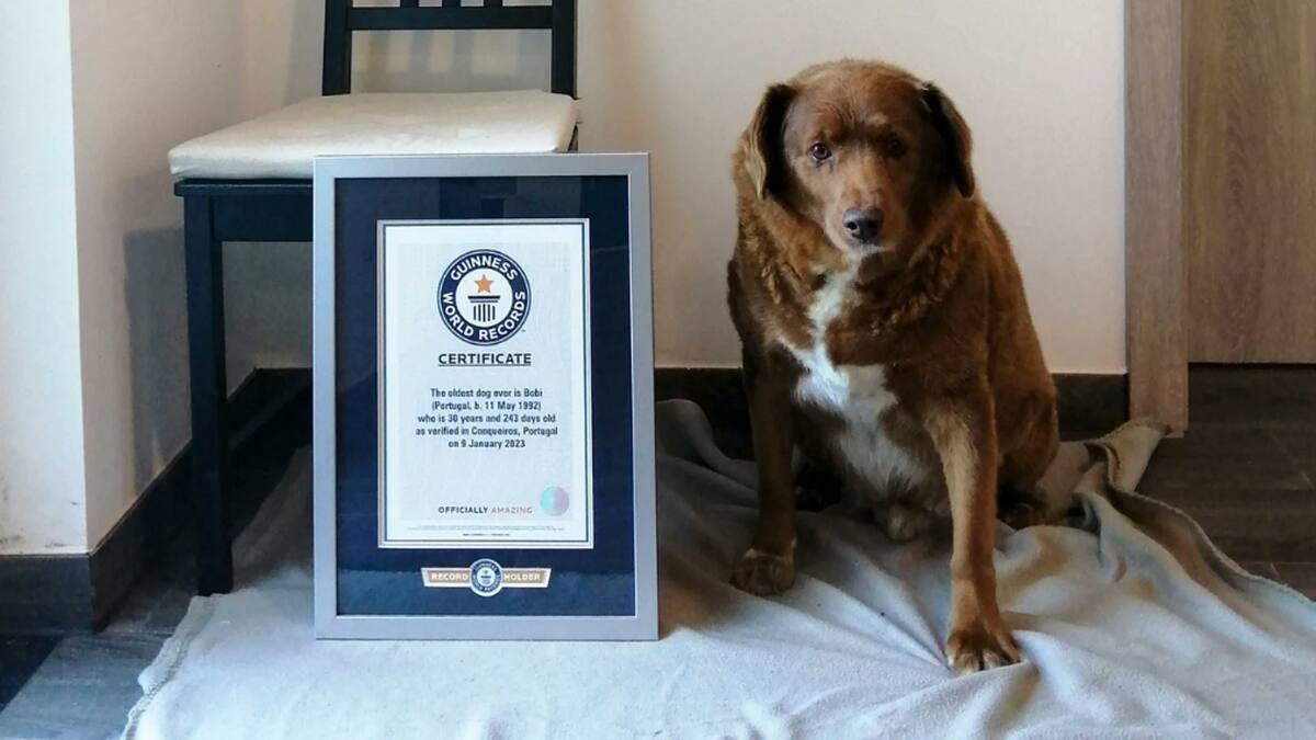 Falleció ‘Bobi’, el perro más viejo del mundo, en Portugal: tenía 31 años
