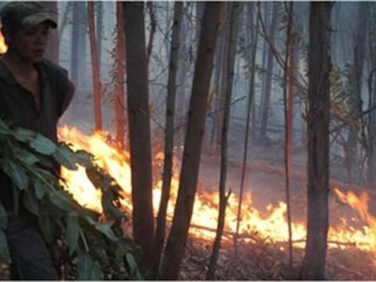 Cerca de 16 incendios forestales se encuentran activos en el país