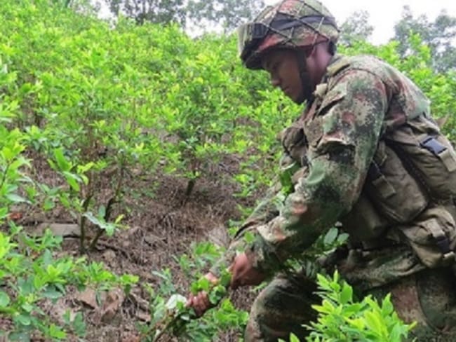 Ejército destruye cultivos ilícitos en el sur del Tolima