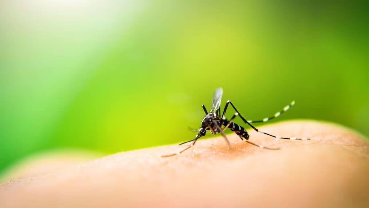 Autoridades de salud de Pereira declararon alerta amarilla por brote de dengue