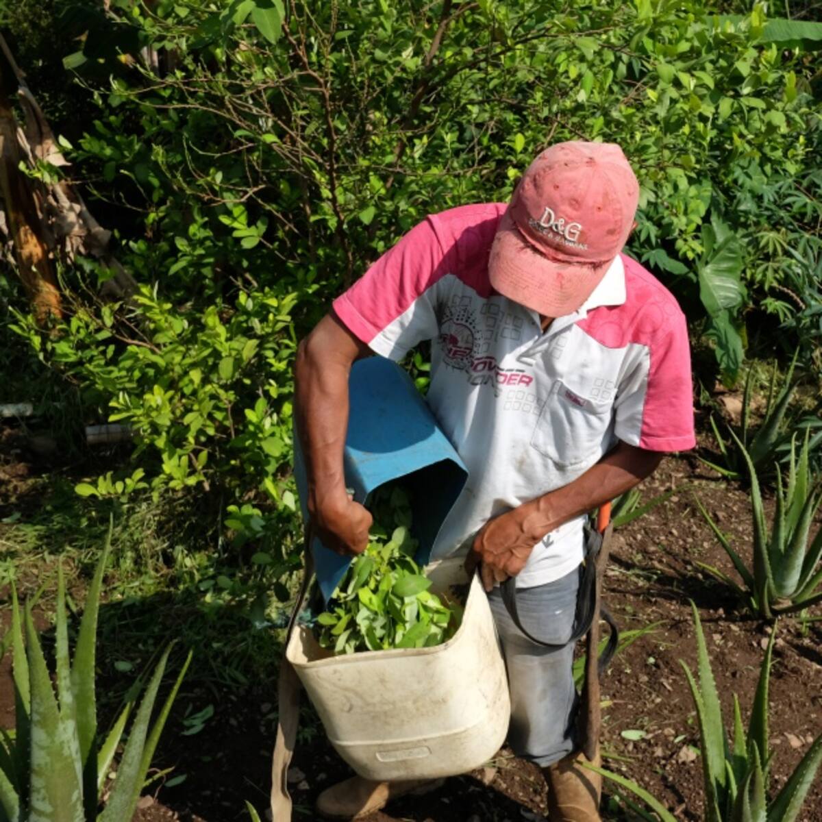 Cupos para marihuana medicinal se dieron a gente pudiente y no a campesinos