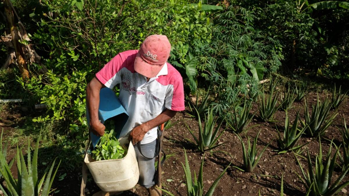 Cupos para marihuana medicinal se dieron a gente pudiente y no a campesinos