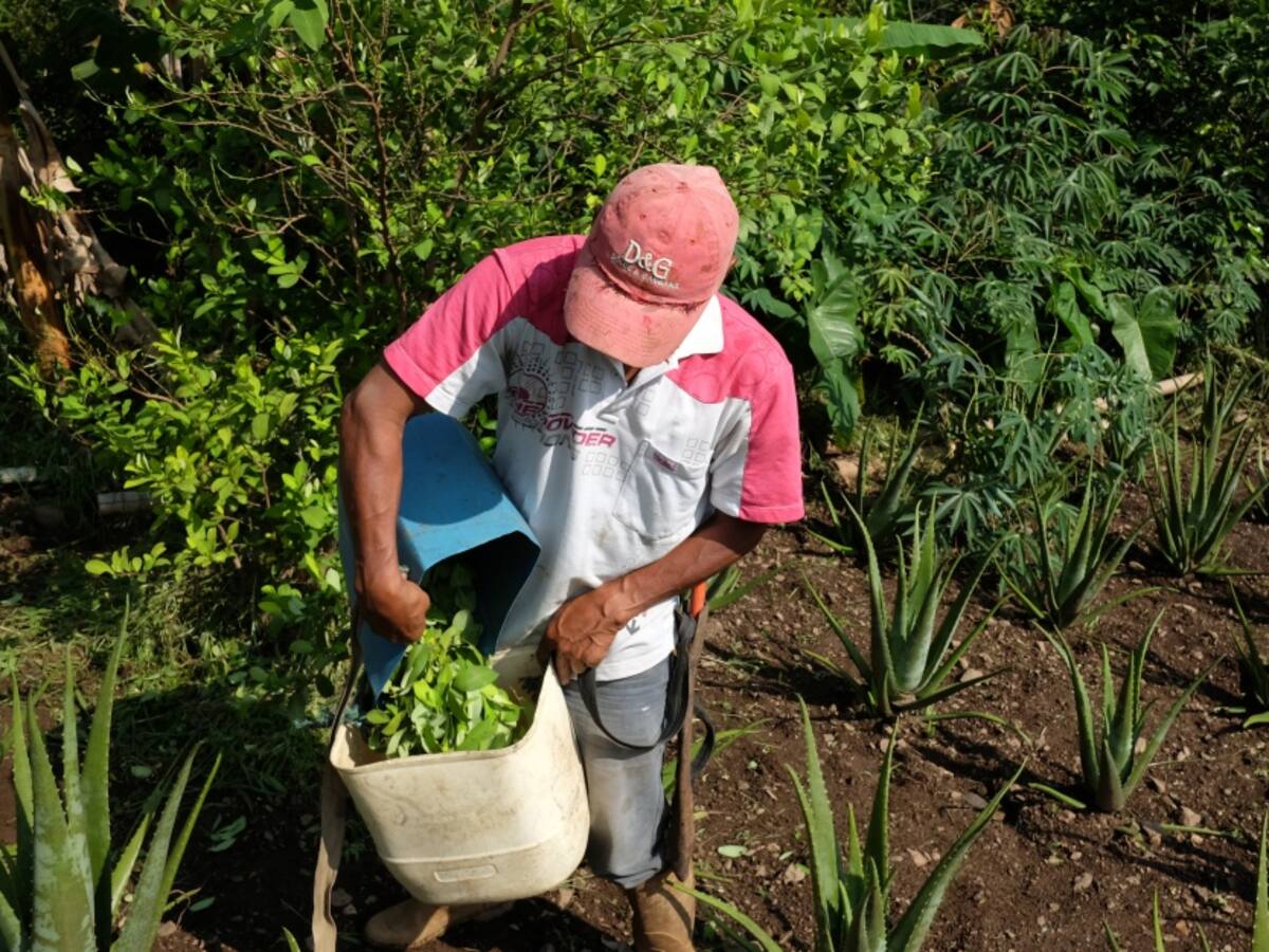 Cupos para marihuana medicinal se dieron a gente pudiente y no a campesinos
