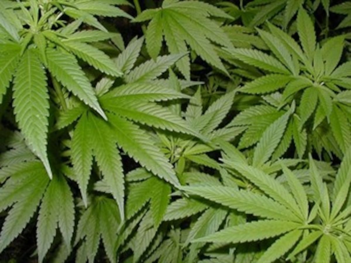 La marihuana, una droga de tenedor y cuchillo