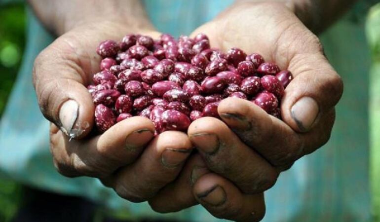 Foto: Cultivo de granos.