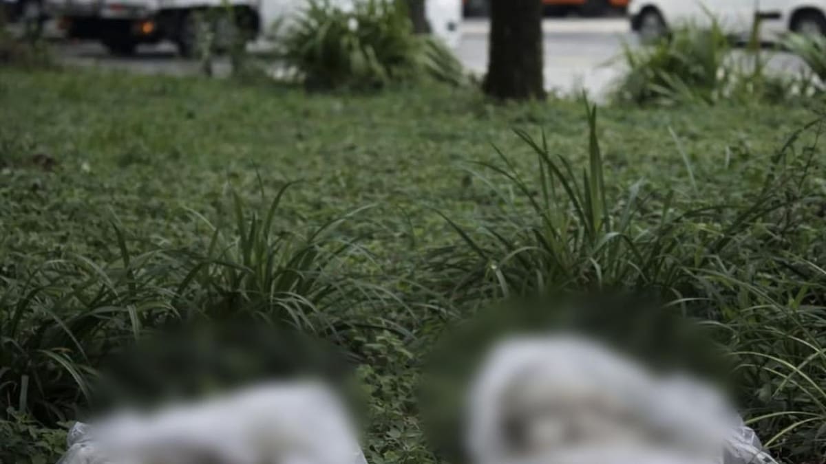 Indignación en Pereira por el hallazgo de dos perros muertos en bolsas plásticas