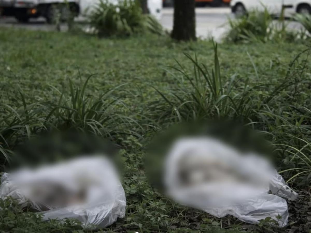 Indignación en Pereira por el hallazgo de dos perros muertos en bolsas plásticas