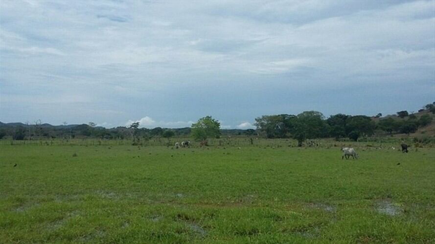 Con proyecto de Alianzas para la paz, Gobierno espera invertir en casi 50 mil hectáreas. Foto: Colprensa