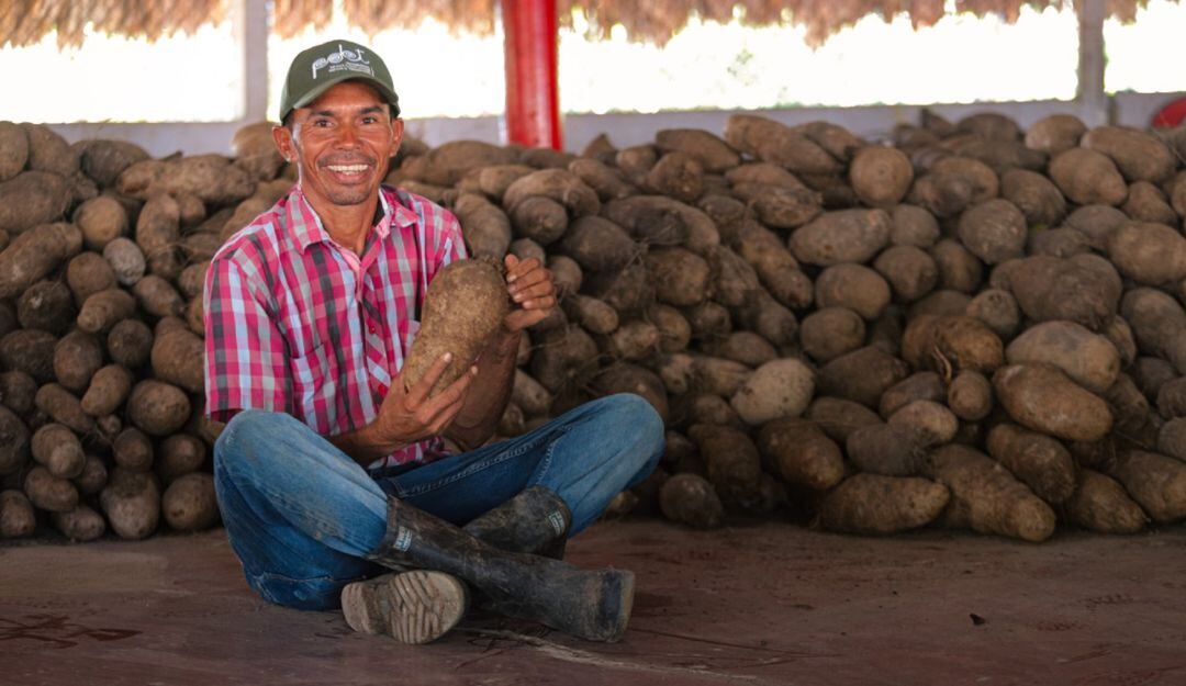 Ñame en los Montes de María