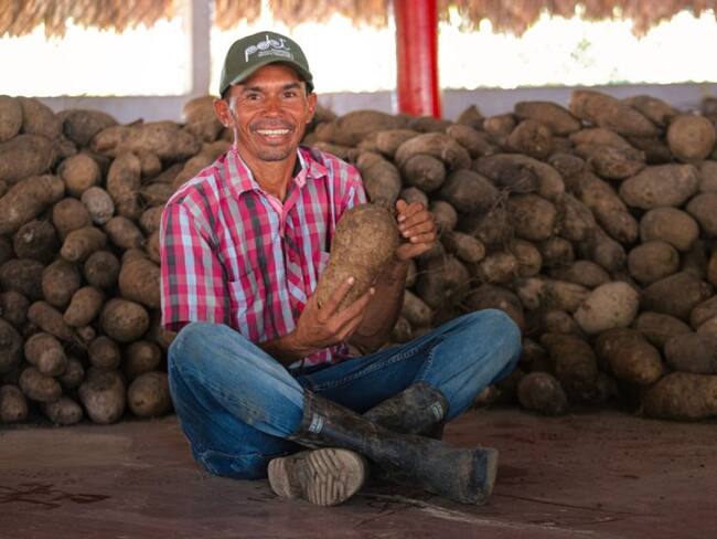 Ñame en los Montes de María