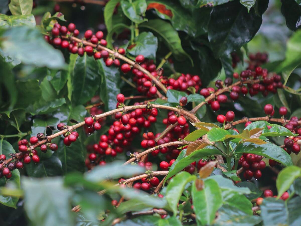 Néstor Serrano, director ejecutivo comité de cafeteros Santander