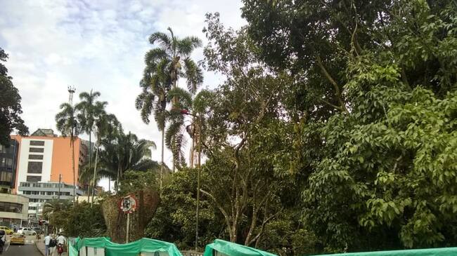 Tala árboles Parque Centenario Ibagué