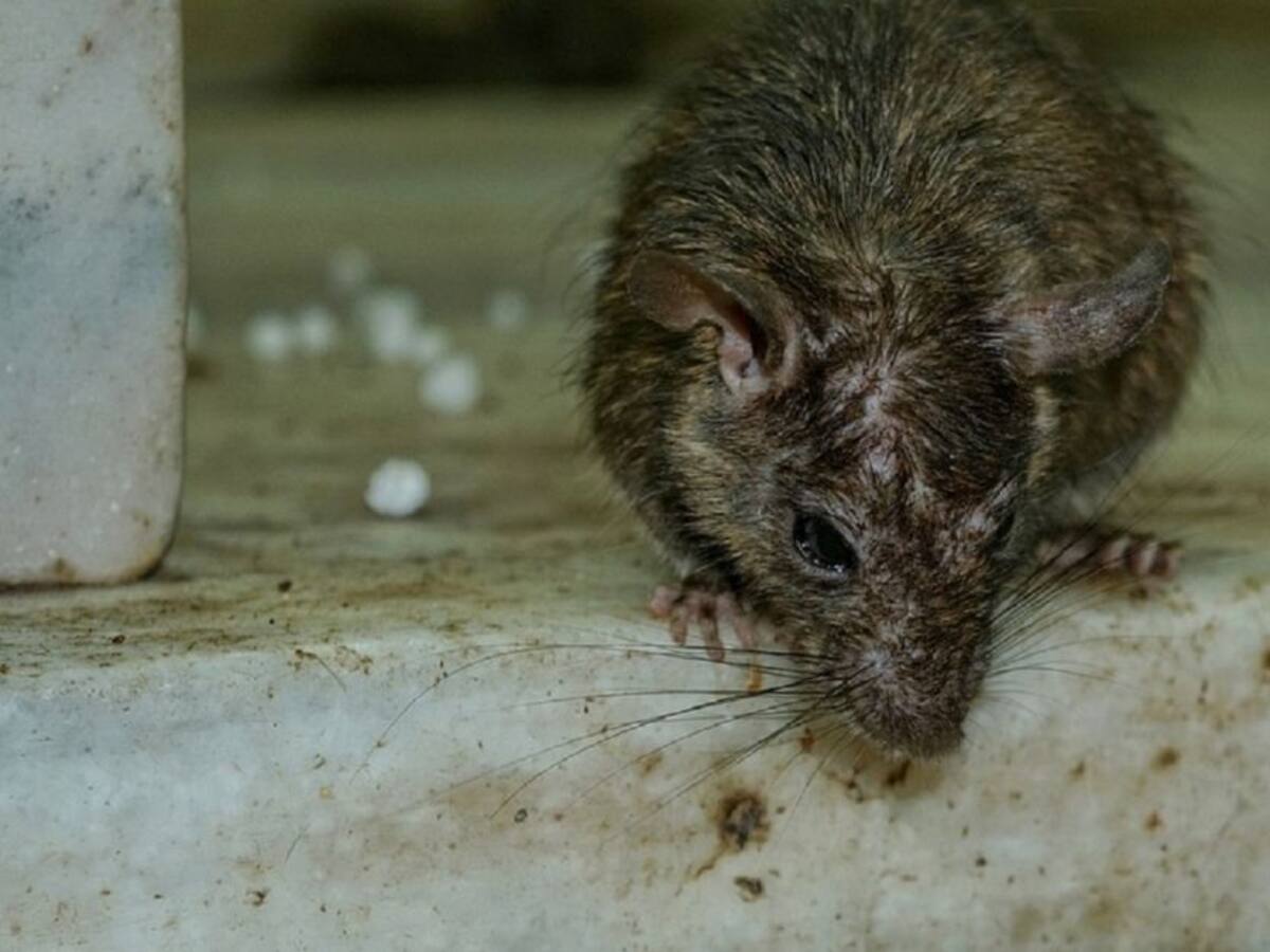 Ratas y otras tradiciones exóticas para recibir el Año Nuevo en el mundo