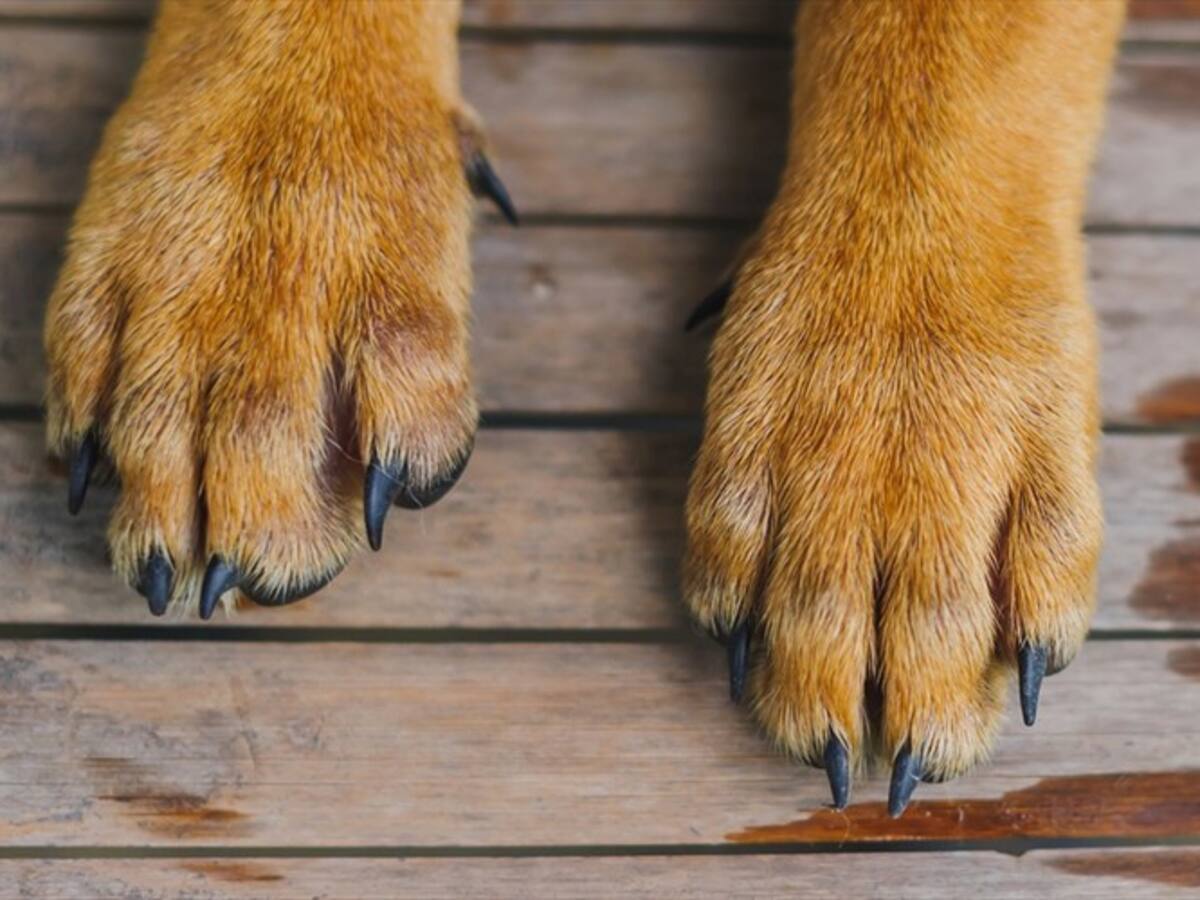 Indignación en Medellín por presunto abuso sexual de perritas en Villa Hermosa