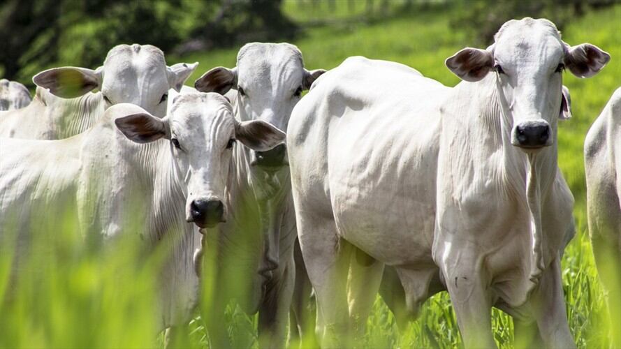 Organización Mundial de Sanidad Animal declaró que Colombia está libre de aftosa. Foto: Getty Images