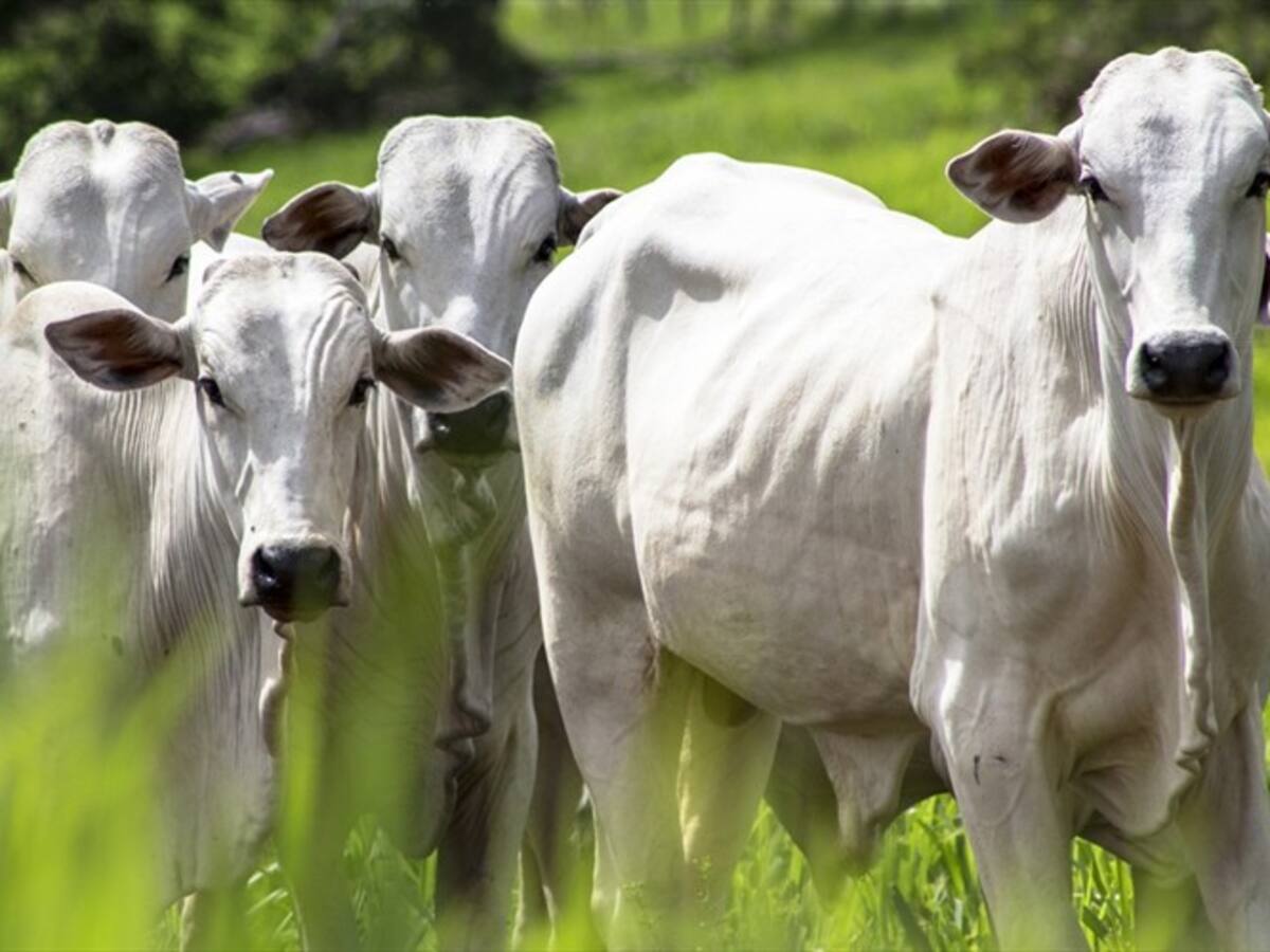 Organización Mundial de Sanidad Animal declaró que Colombia está libre de aftosa