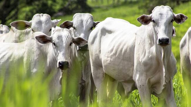 Organización Mundial de Sanidad Animal declaró que Colombia está libre de aftosa. Foto: Getty Images