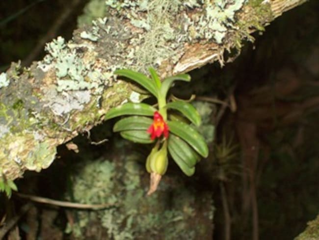 Pequeña joya botánica del Cacique Guatavita