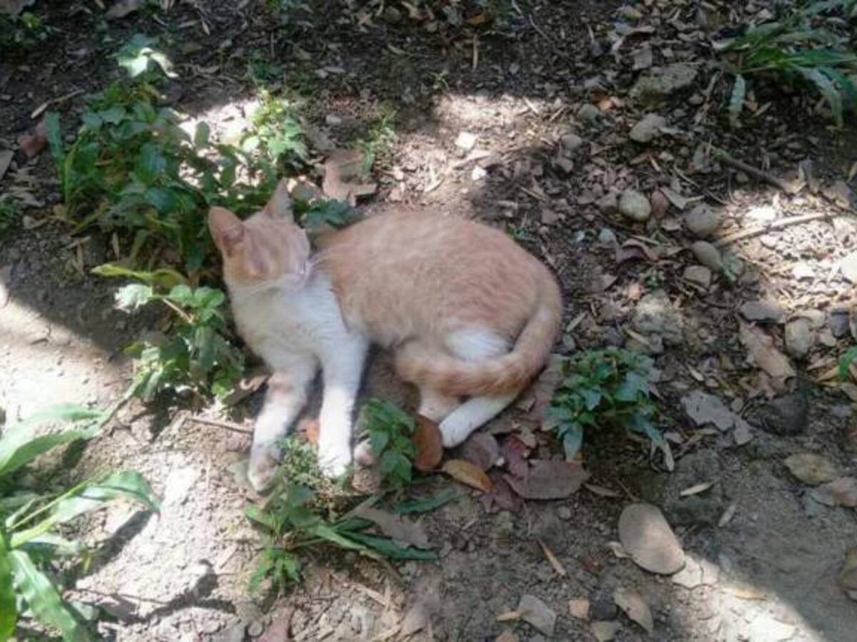 En video denuncian muerte masiva de gatos en la sede del Sena Antioquia