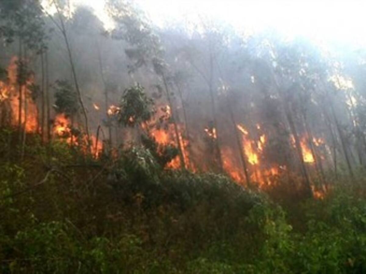 Incendios forestales elimina alto porcentaje de hectáreas en flora y fauna