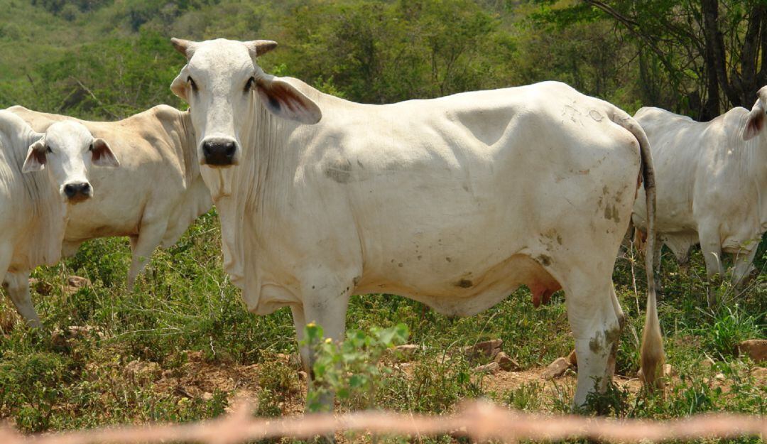 Cambio climático no afectaría al gremio ganadero del Huila
