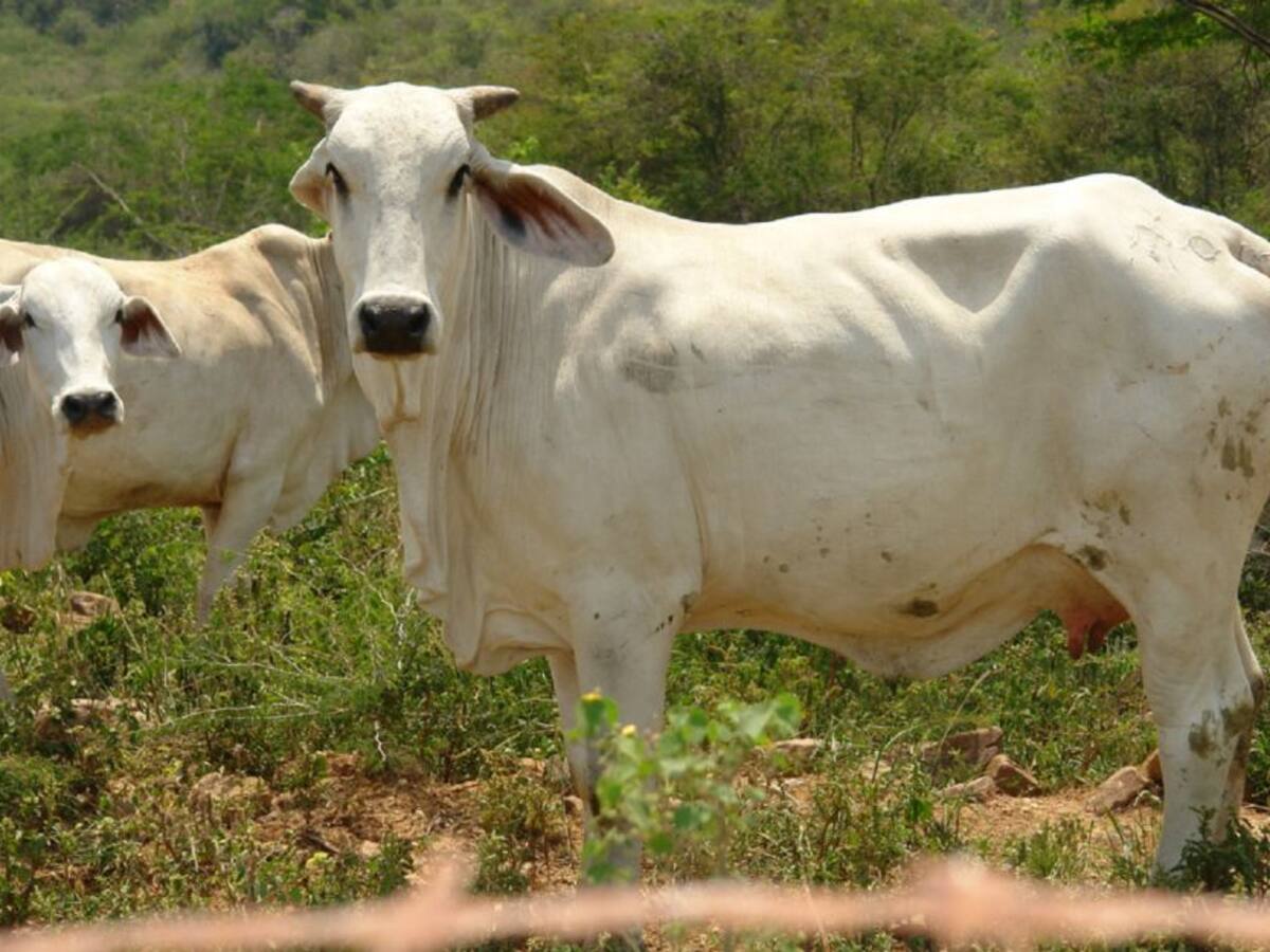 Cambio climático no afectaría al gremio ganadero del Huila