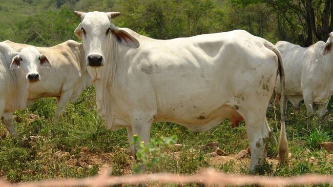 Cambio climático no afectaría al gremio ganadero del Huila