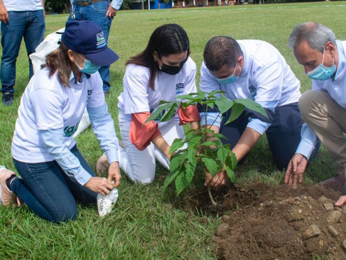 La siembra de árboles permitirá la empleabilidad a jóvenes vallecaucanos
