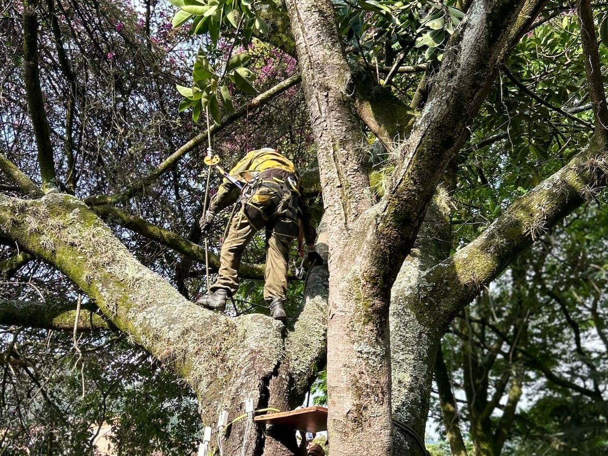 Medellín: 40 árboles serán talados debido a alto riesgo