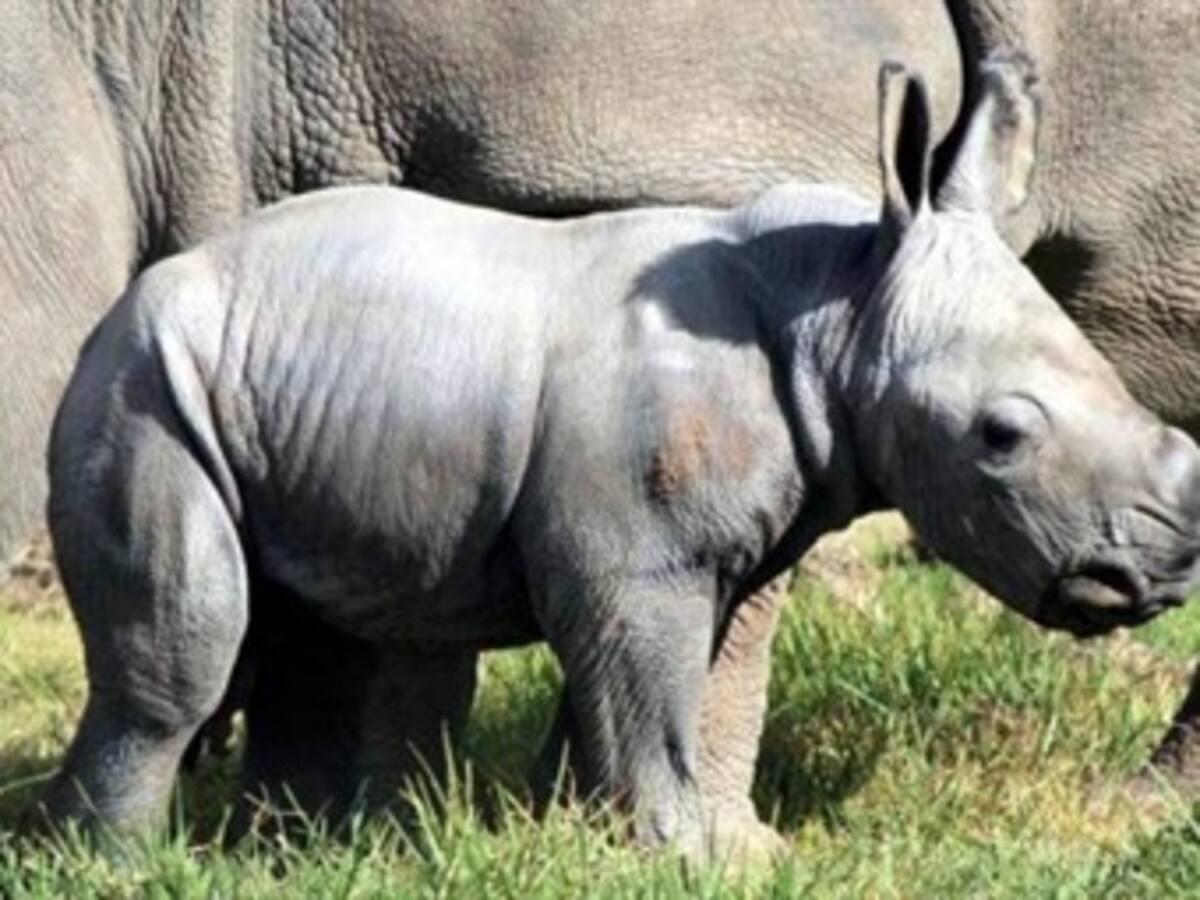 Nace un rinoceronte blanco en un zoológico de Australia