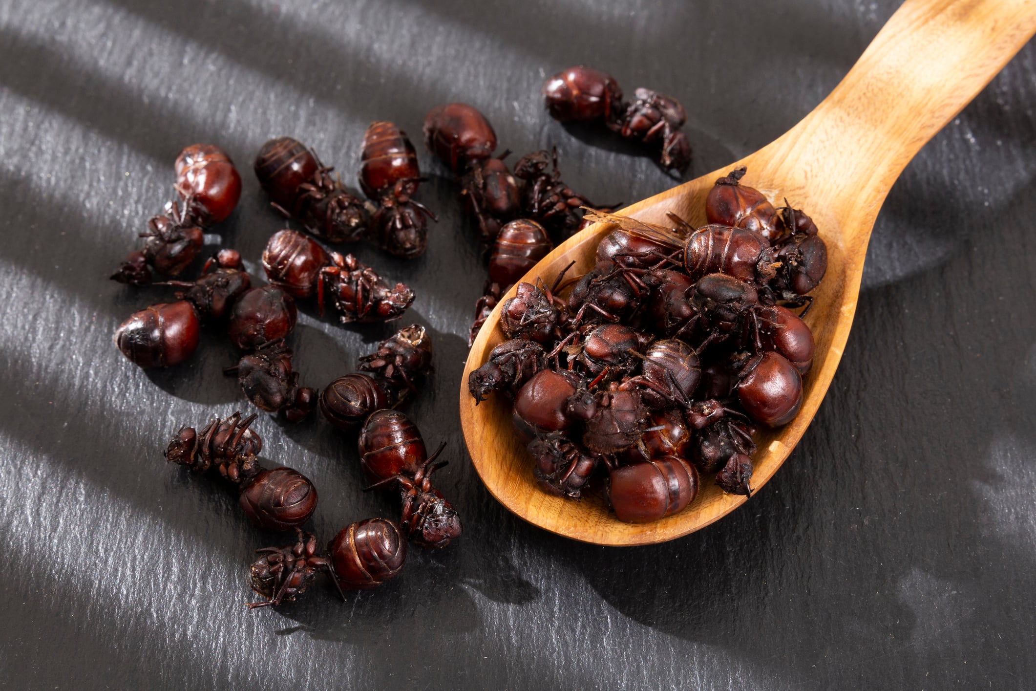 Imagen de referencia de hormigas culonas. Foto: Getty Images.