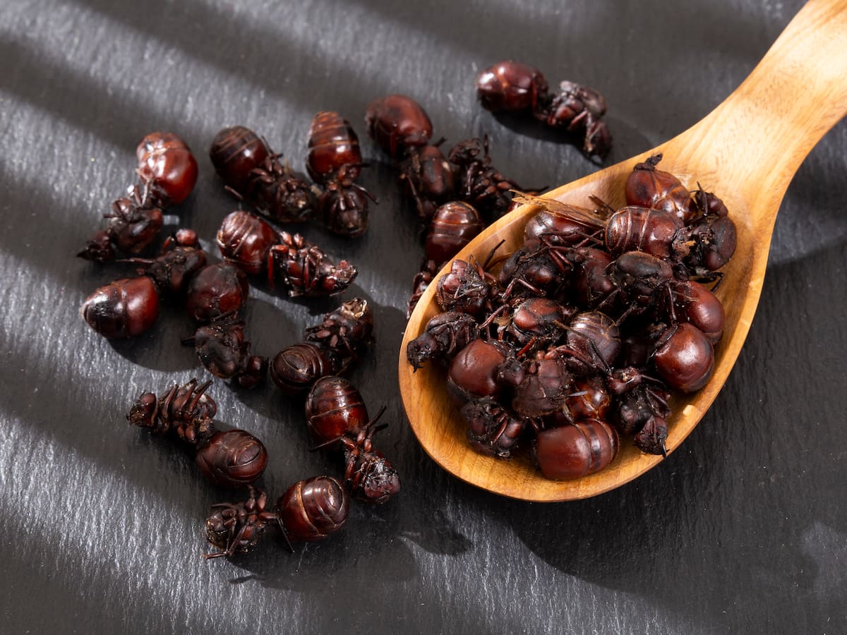 Cuáles son las 3 mejores preparaciones con hormiga culona, según la IA: Recetas e ingredientes