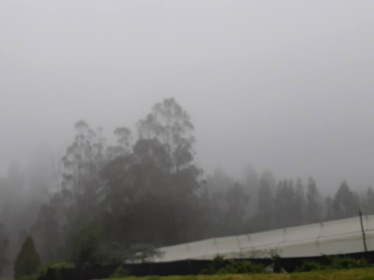 Prevenga daños por las heladas. Aquí le decimos cómo