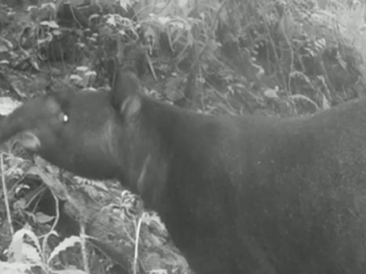 Danta de montaña avistada en Filandia, autoridades buscan su protección.