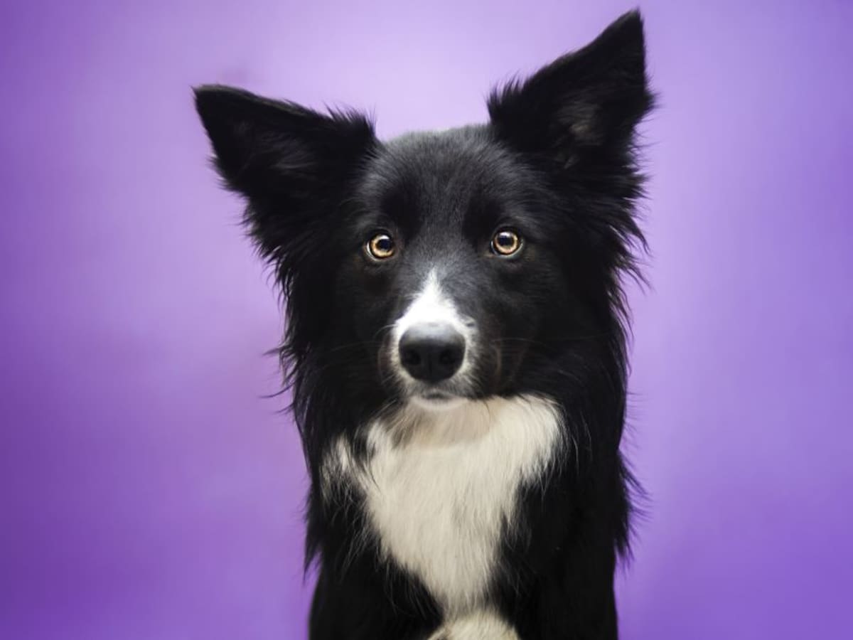 Así se celebra el Día Mundial del Perro en redes sociales