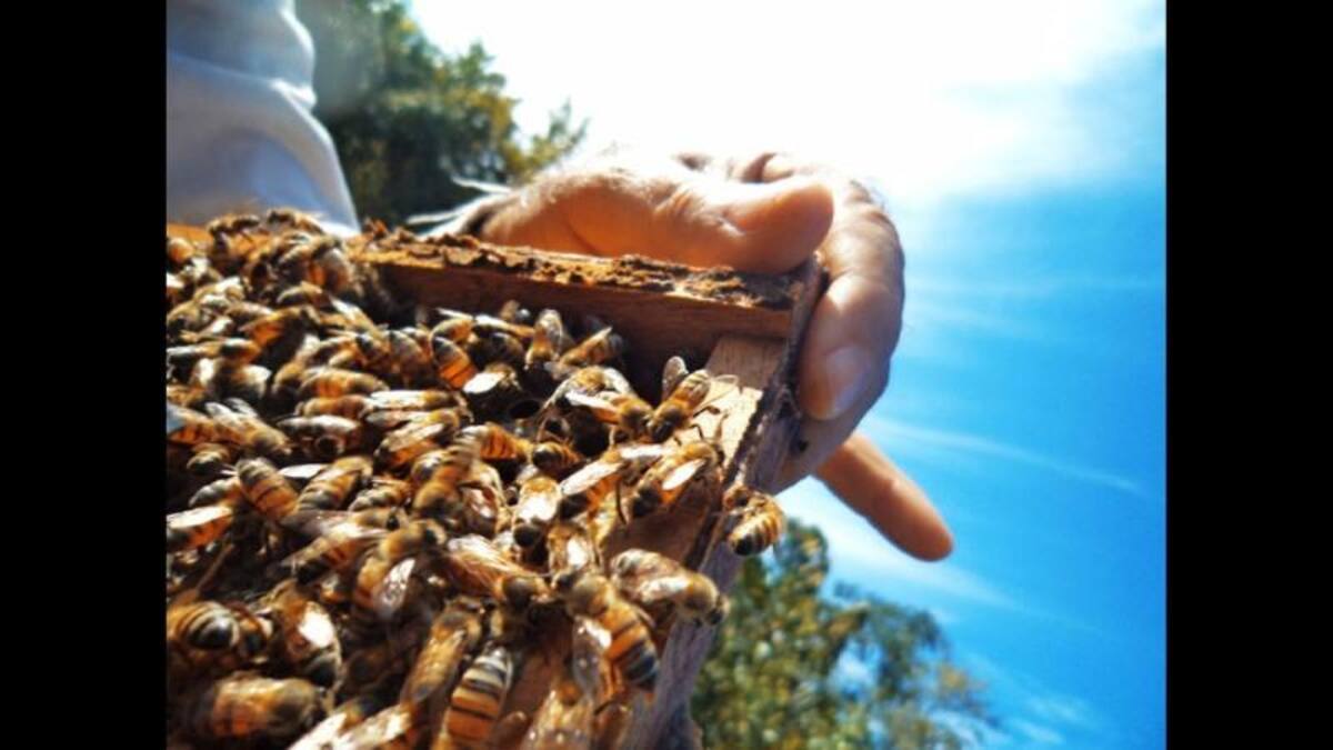 Acercamiento a la apicultura, en Veracruz, México”, por Josue Gallegos.