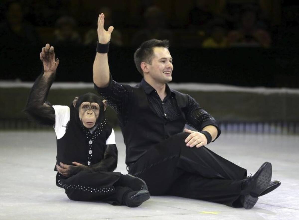 Hoy, viernes 11 de octubre de 2013 es la inauguración del Festival Mundial de Circo "Idol", en Moscú (Rusia).