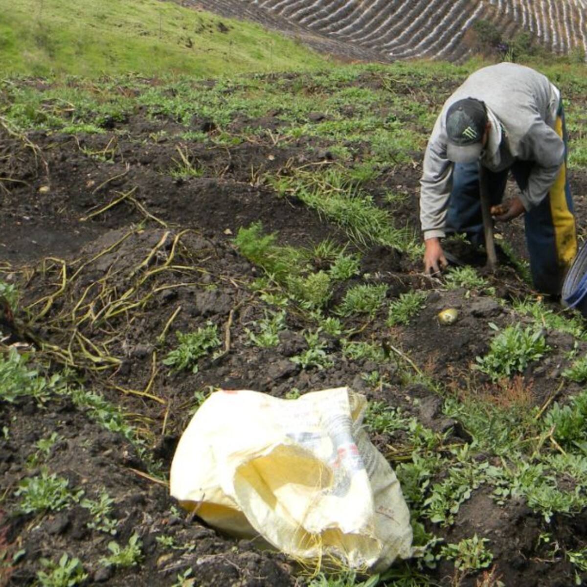 Zonas de producción de papa ha disminuido un 30% en el Oriente de Antioquia