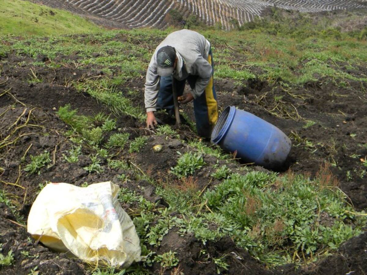 Zonas de producción de papa ha disminuido un 30% en el Oriente de Antioquia