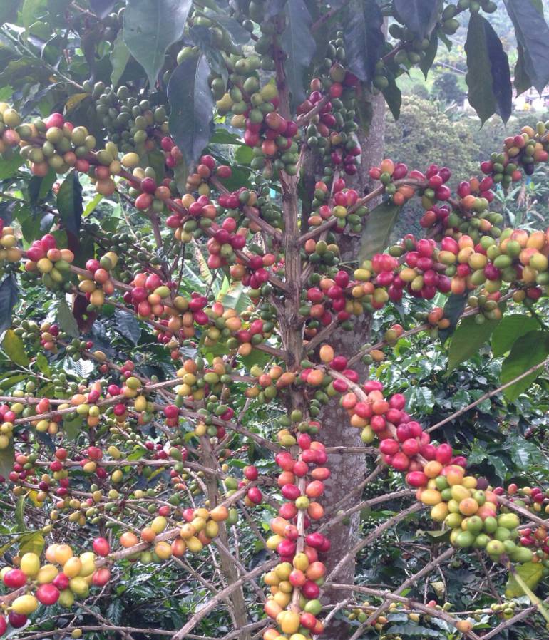 Los cafetales de Risaralda están llenos a la espera de recolectores