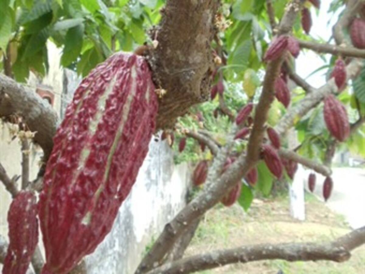 Colombia le pedirá cacao a Arauca