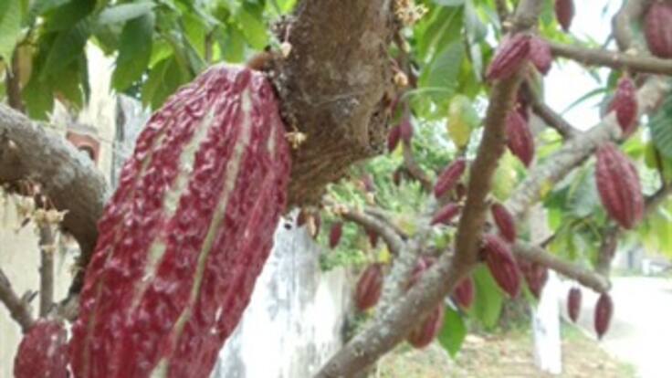 Colombia le pedirá cacao a Arauca