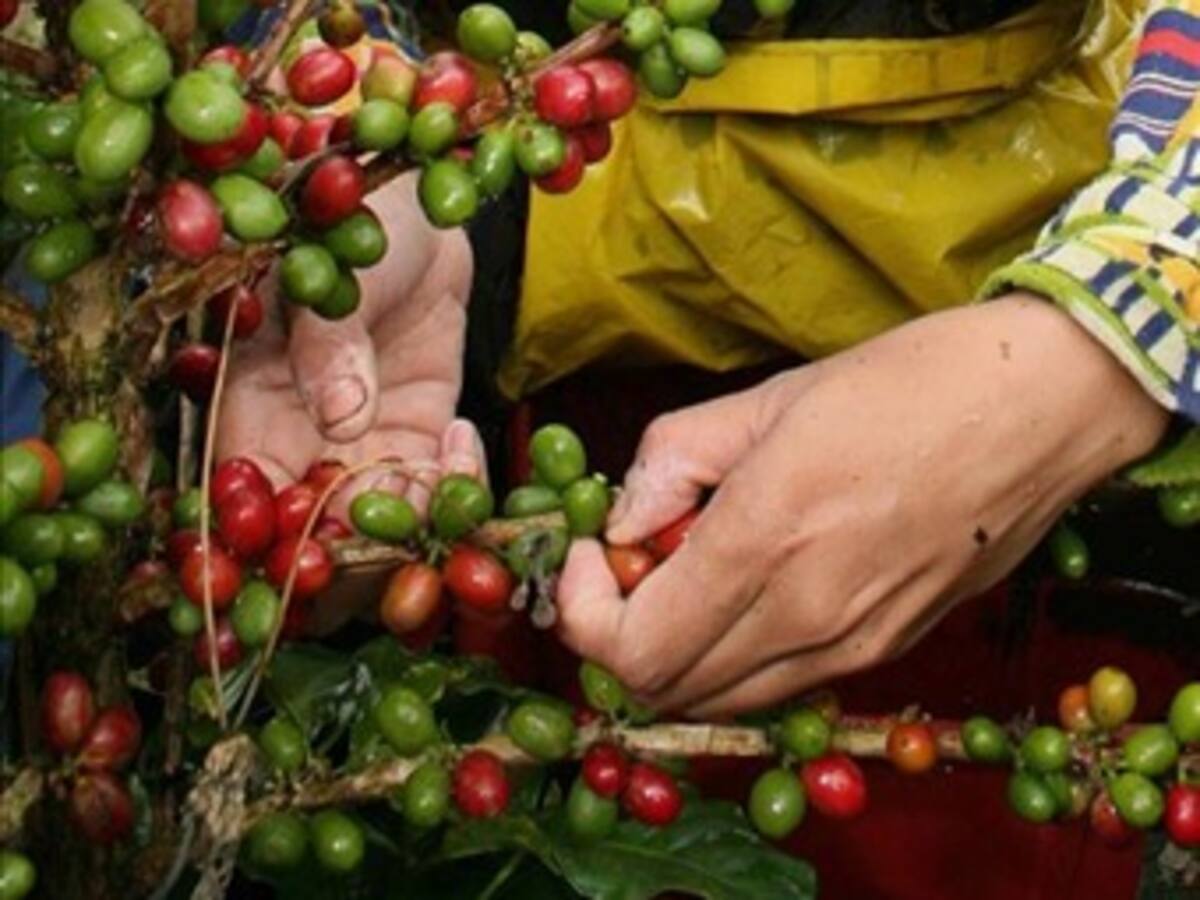 La producción de café en Colombia creció un 52 % en junio