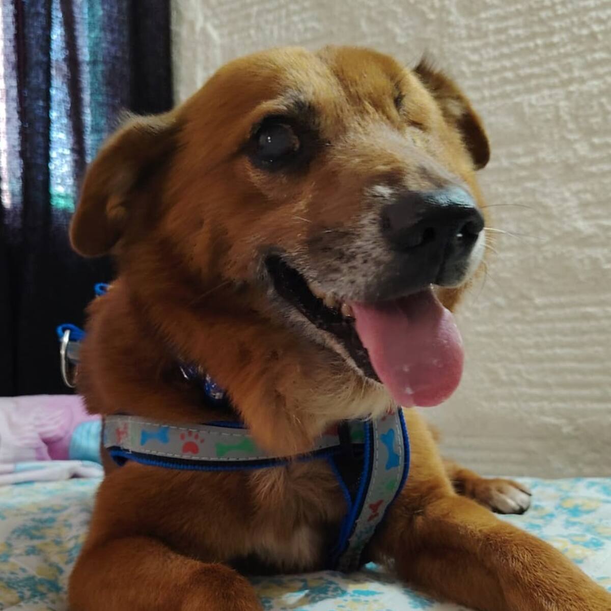 Pirata, perro que fue víctima de maltrato por fin fue adoptado en Armenia