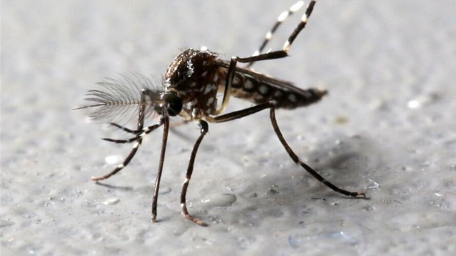 Virus del Zika . Foto: Agencia Reuters