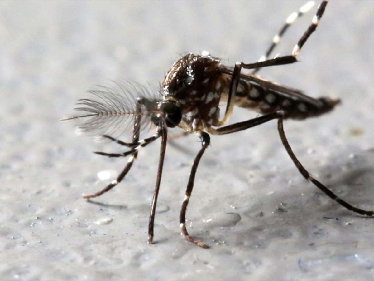 Barranquilla: inicia nueva investigación del zika en embarazadas, sus parejas y bebes