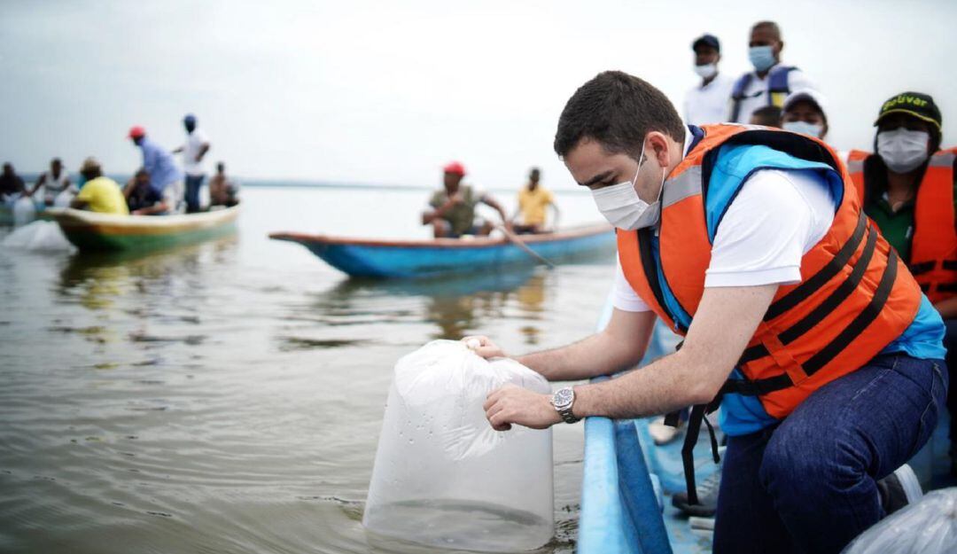 Se espera que, de 10 a 12 meses, los alevinos de bocachico se reproduzcan, generando nuevas descendencias que contribuyan a la sostenibilidad
